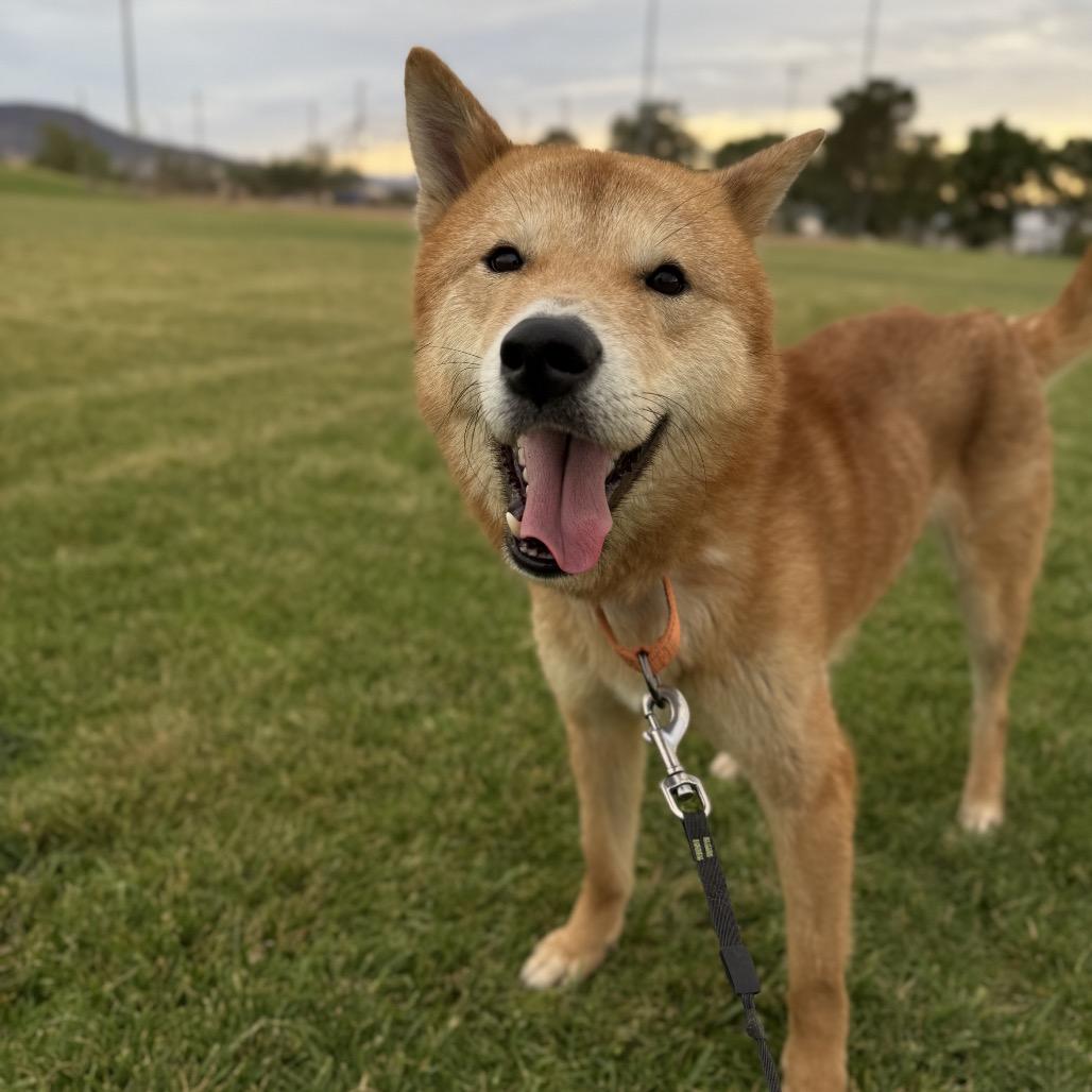 Haru, Adoptable, Adult Male Shiba Inu & Mixed Breed.