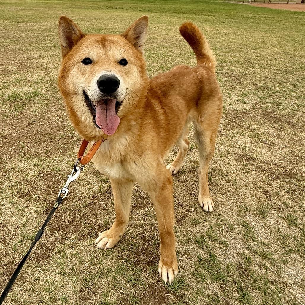 Enlarge Haru, a Adoptable mixed breed in Las Vegas, NV image 1/6