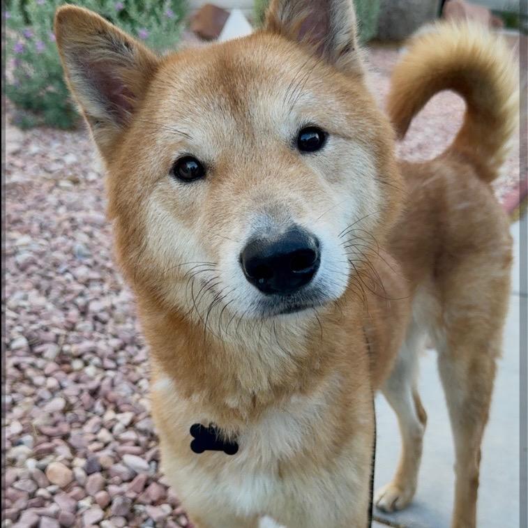 Enlarge Haru, a Adoptable mixed breed in Las Vegas, NV image 4/6