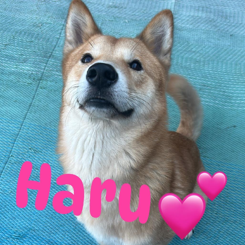 Enlarge Haru, a Adoptable mixed breed in Las Vegas, NV image 4/6