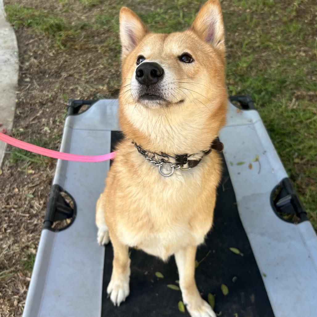 Enlarge Haru, a Adoptable mixed breed in Las Vegas, NV image 5/6