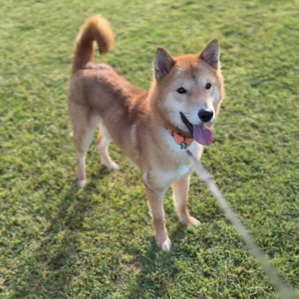 Enlarge Haru, a Adoptable mixed breed in Las Vegas, NV image 6/6