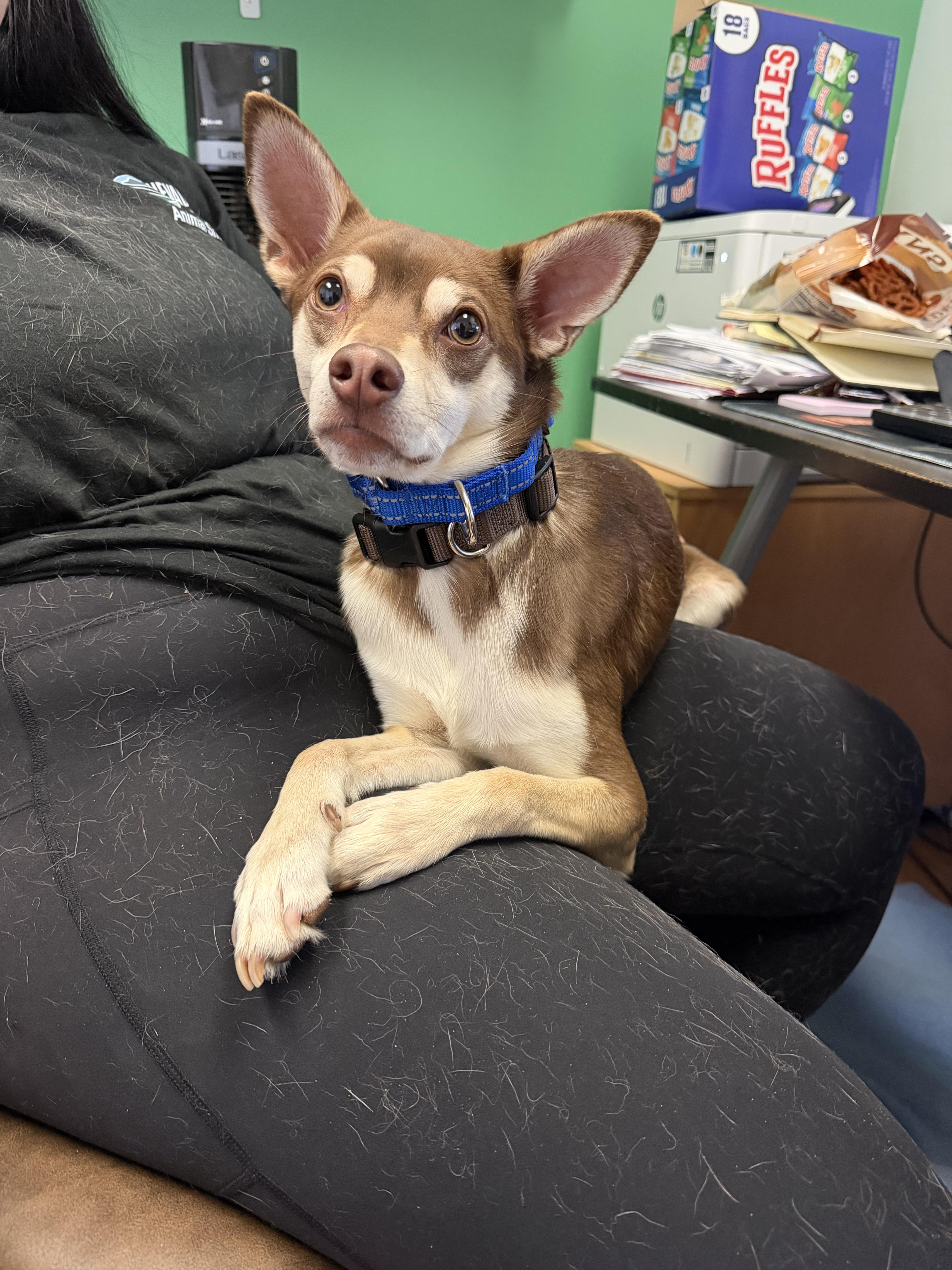 Bacon, Adoptable, Young Male Chihuahua & Terrier.