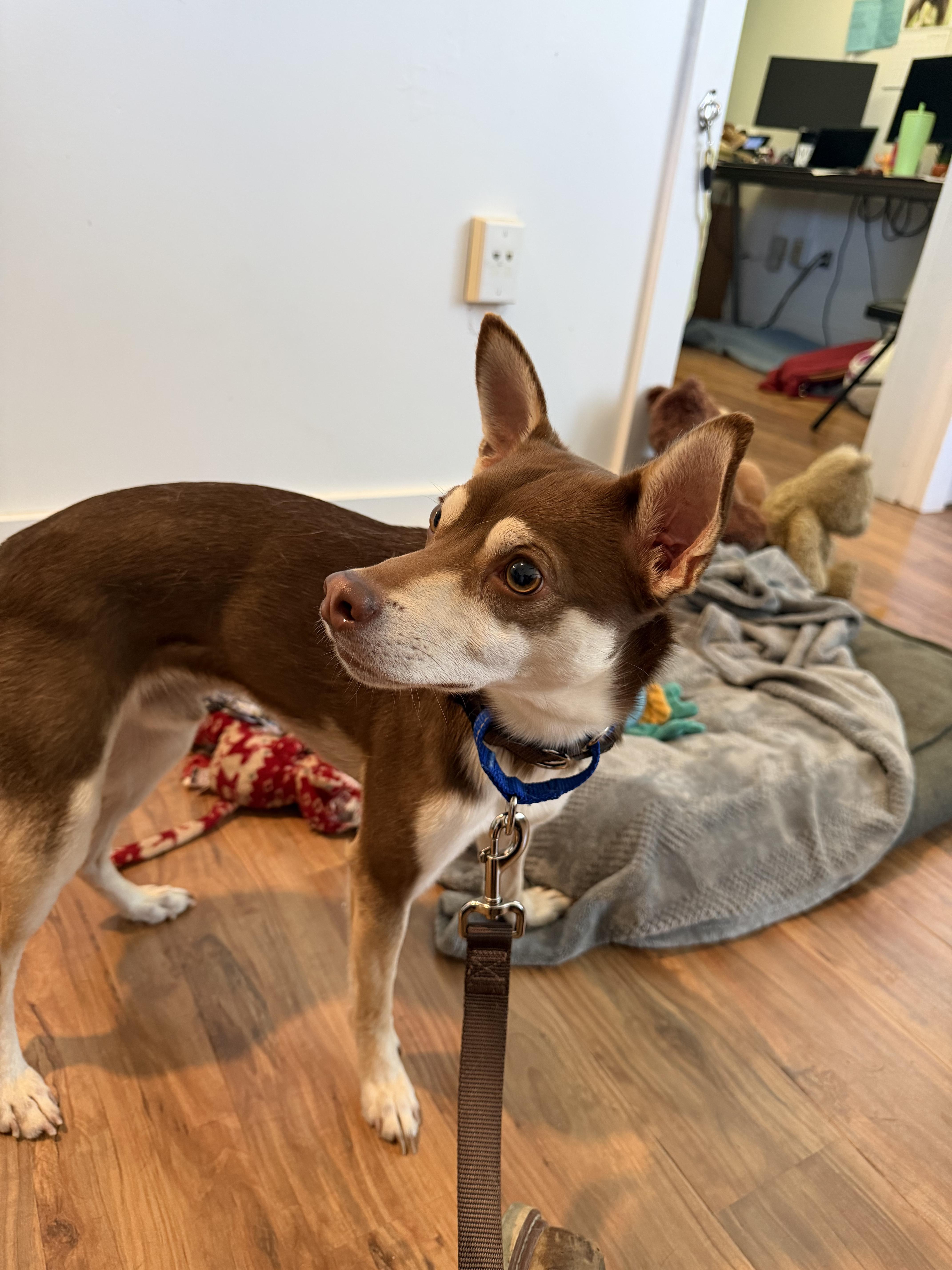 Enlarge Bacon, a Adopted mixed breed in Grass Valley, CA image 4/6