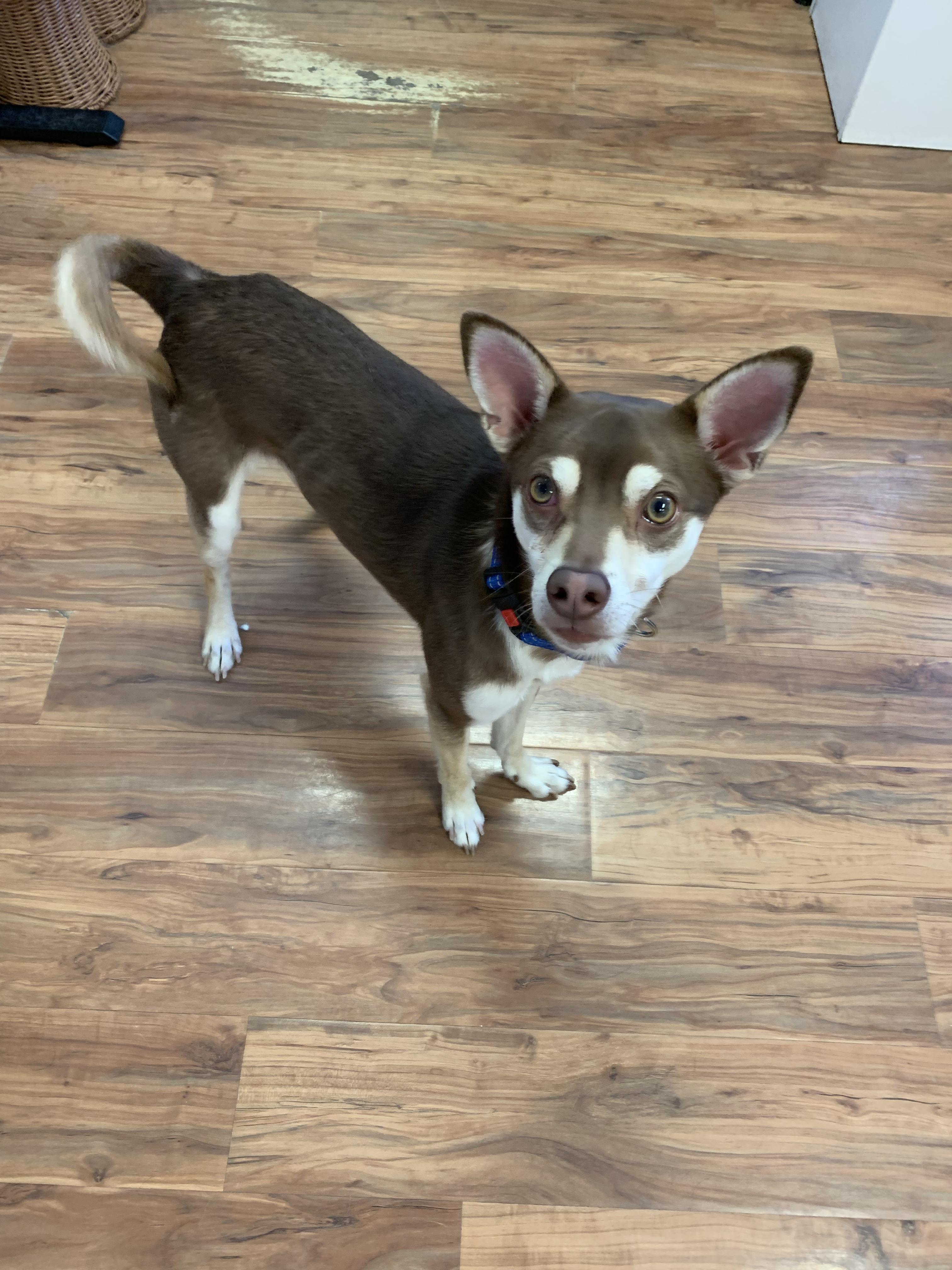 Enlarge Bacon, a Adopted mixed breed in Grass Valley, CA image 6/6
