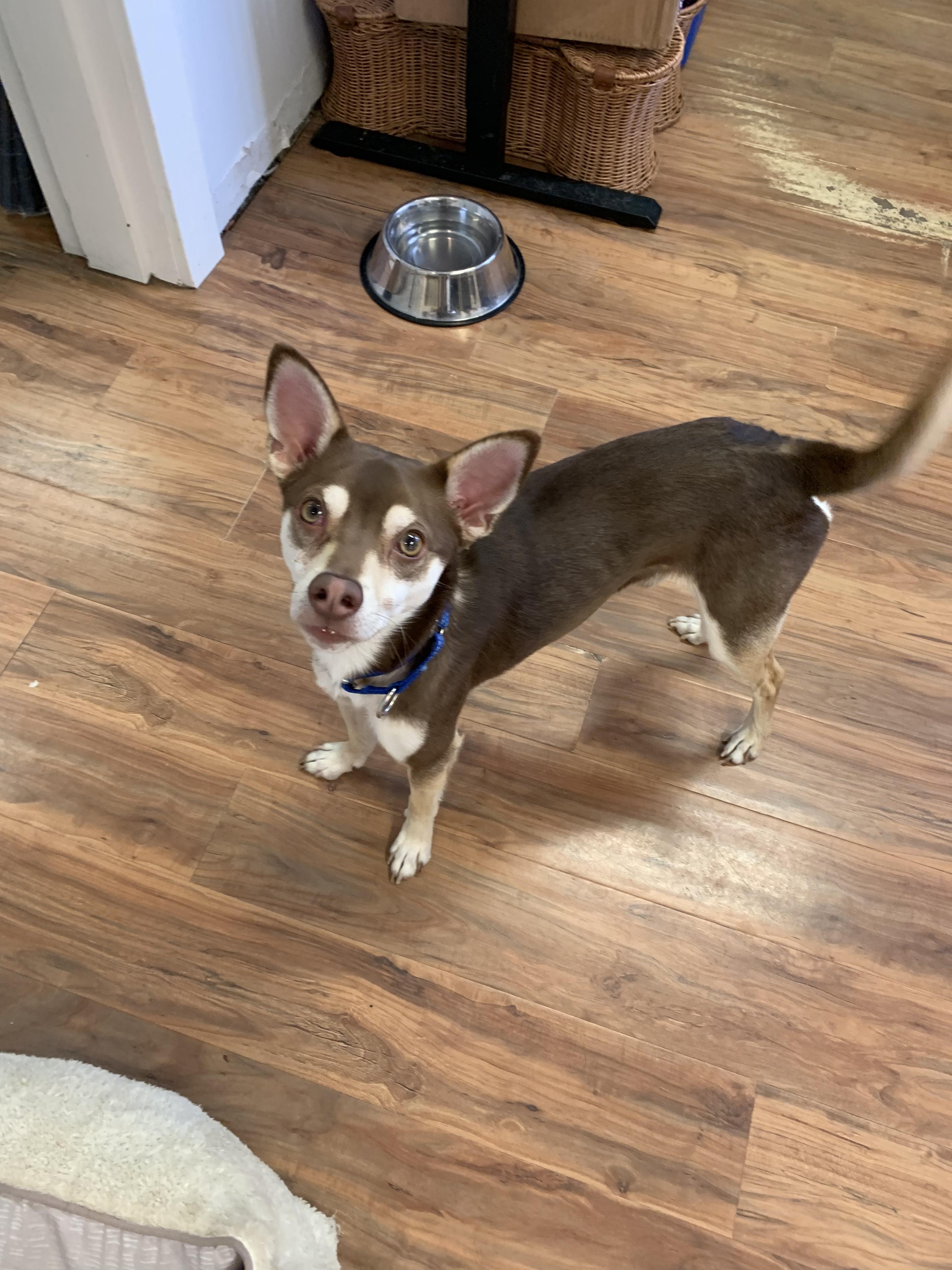 Enlarge Bacon, a Adopted mixed breed in Grass Valley, CA image 5/6