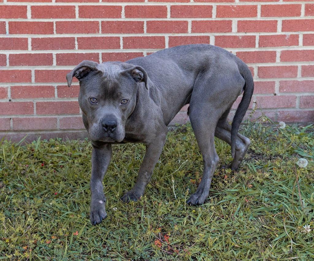 Cuddle Puddle, Adoptable, Adult Male Mixed Breed.