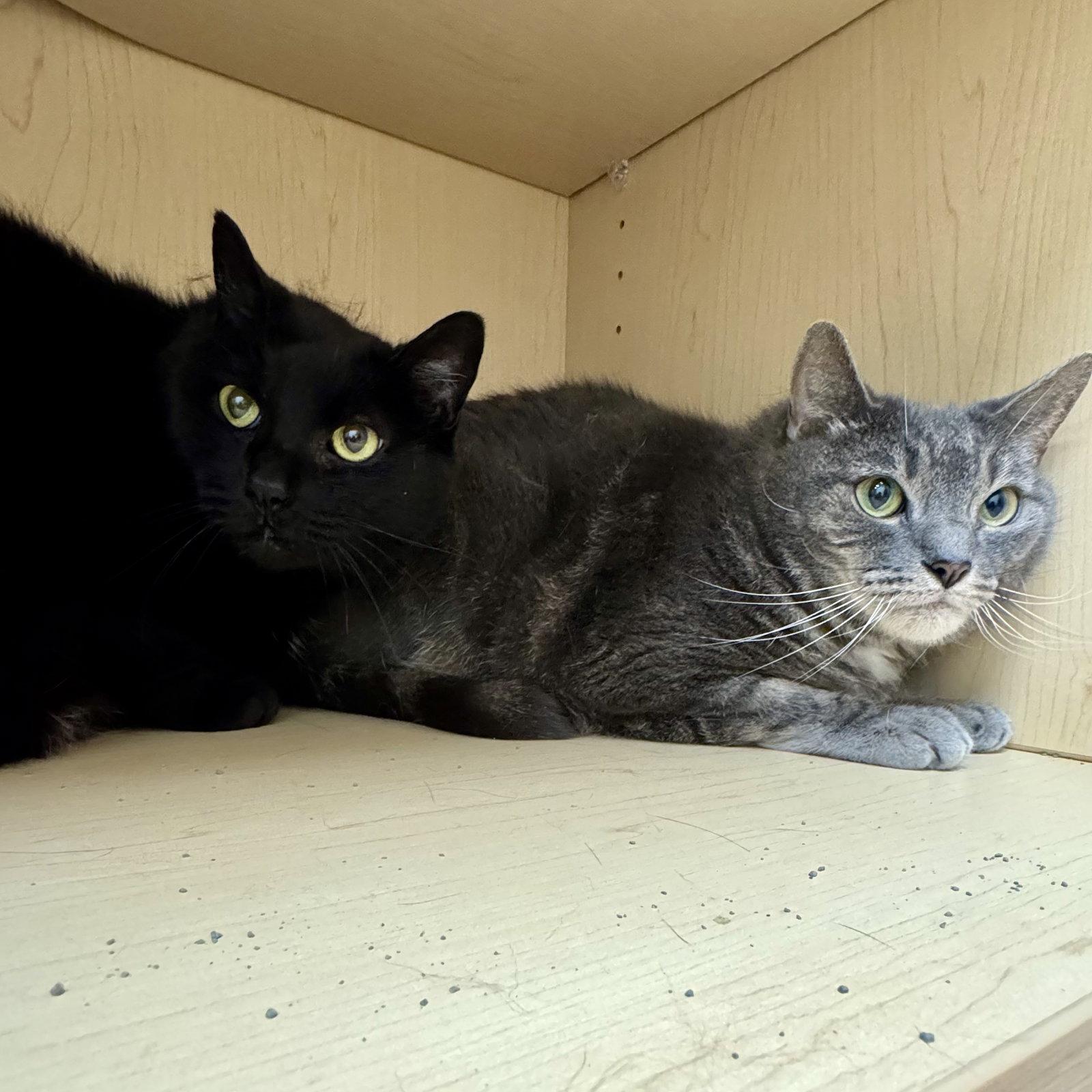 Enlarge Appa & Little, a Adoptable Domestic Short Hair in Winchendon, MA image 1/1