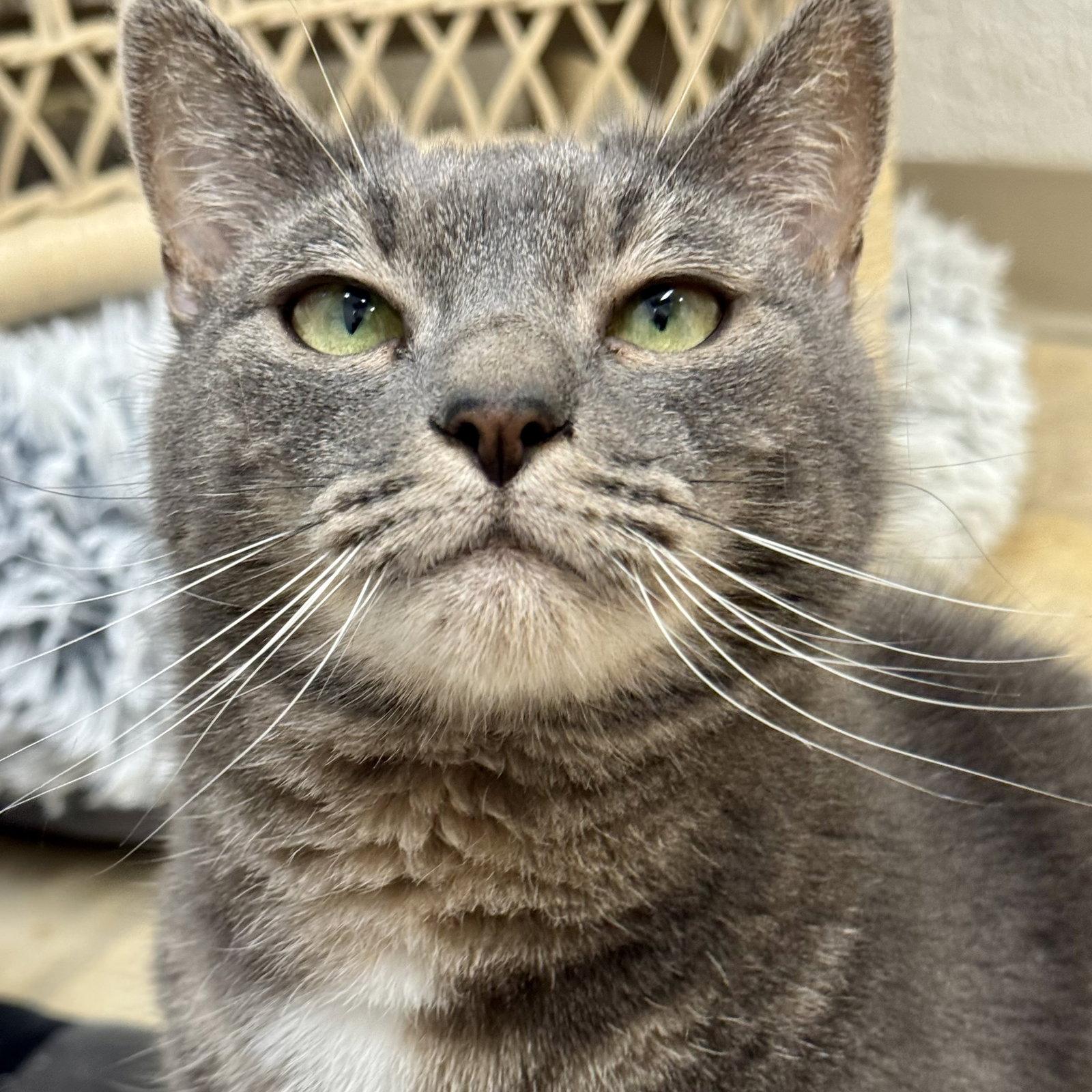 Enlarge Appa & Little, a Adoptable Domestic Short Hair in Winchendon, MA image 1/3