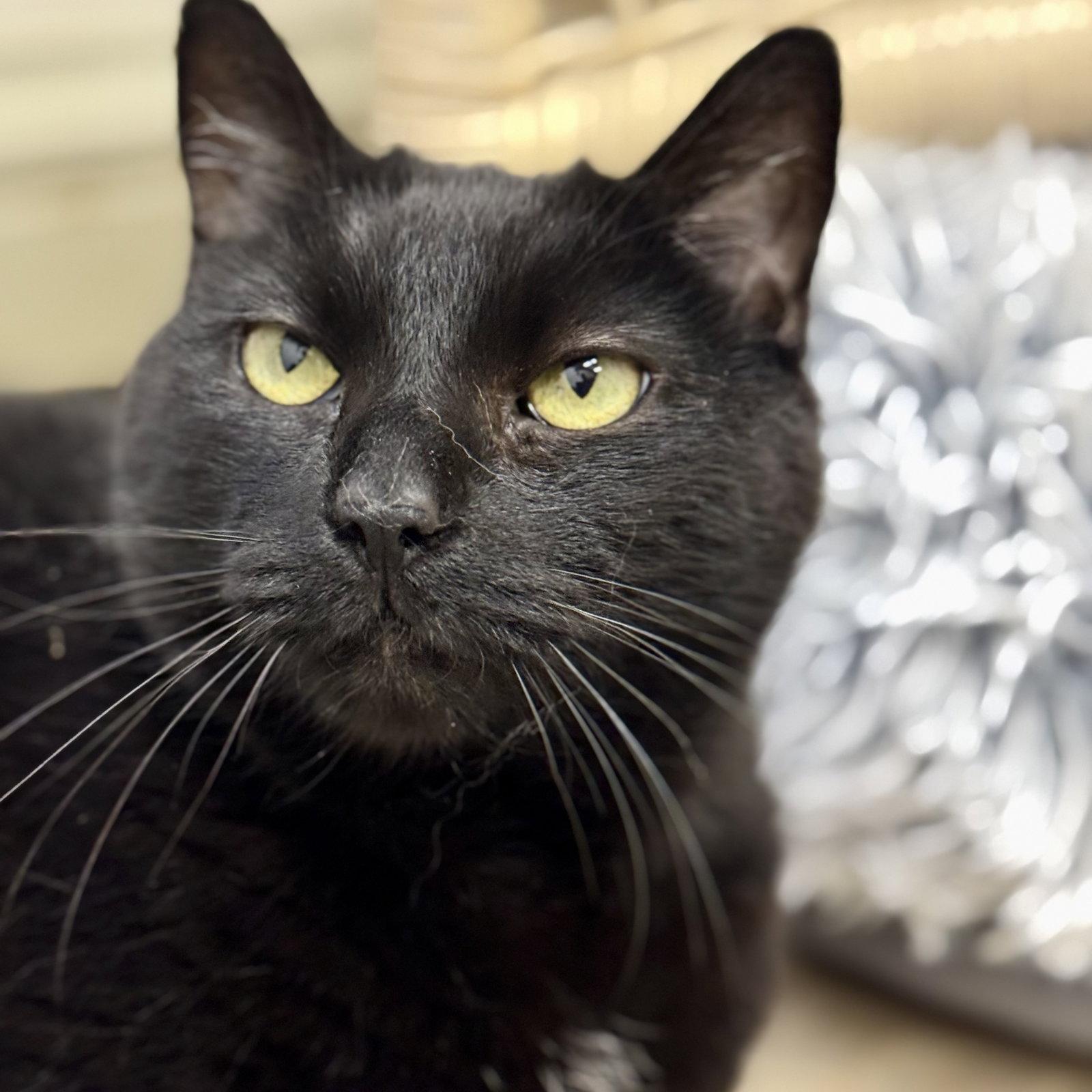 Enlarge Appa & Little, a Adoptable Domestic Short Hair in Winchendon, MA image 2/3