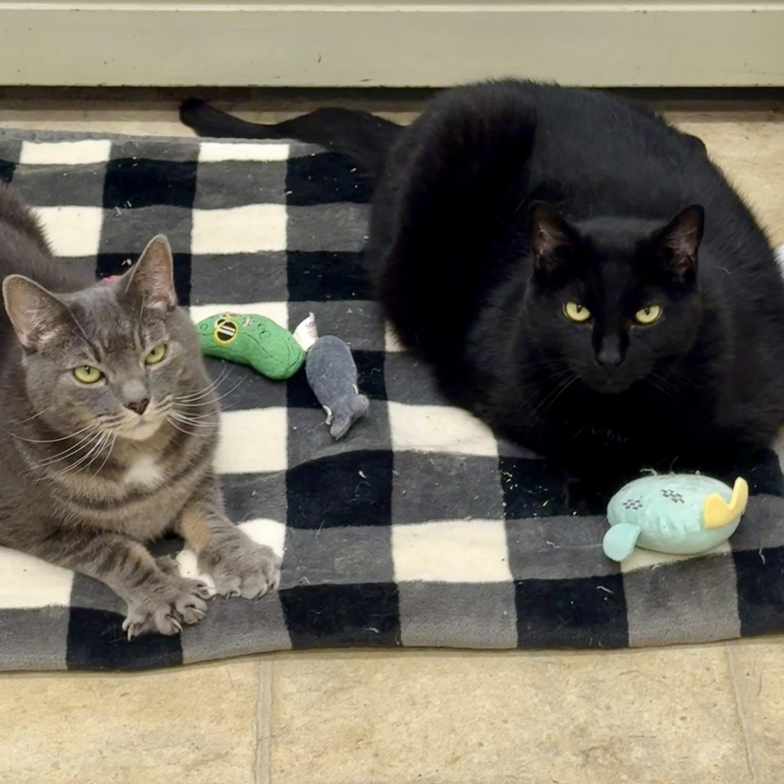 Enlarge Appa & Little, a Adoptable Domestic Short Hair in Winchendon, MA image 3/3