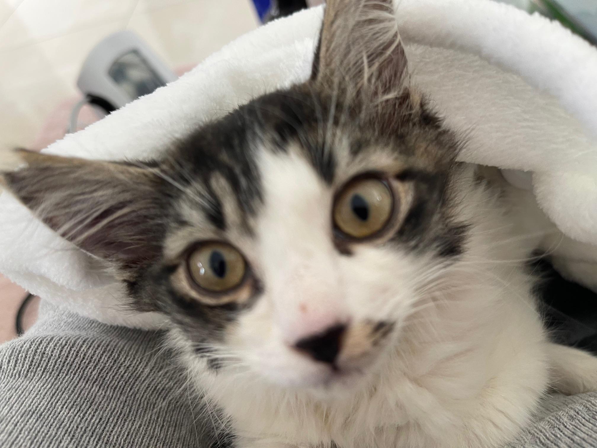 Natalie, a ADOPTABLE Domestic Medium Hair in Honolulu, HI image 2/4