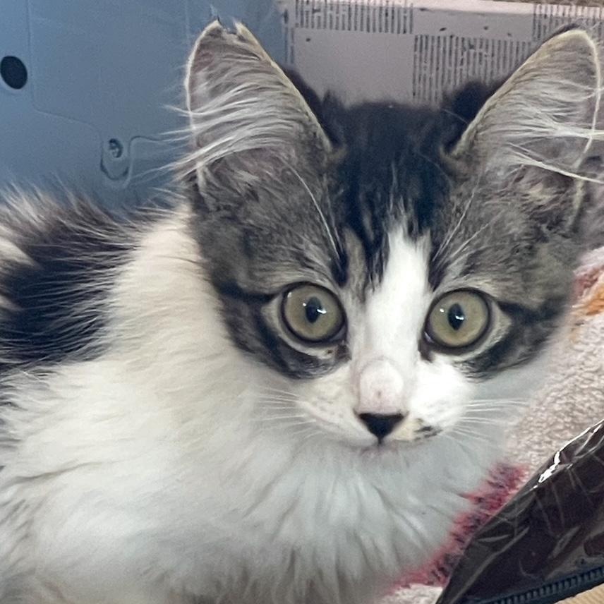 Natalie, a ADOPTABLE Domestic Medium Hair in Honolulu, HI image 4/4