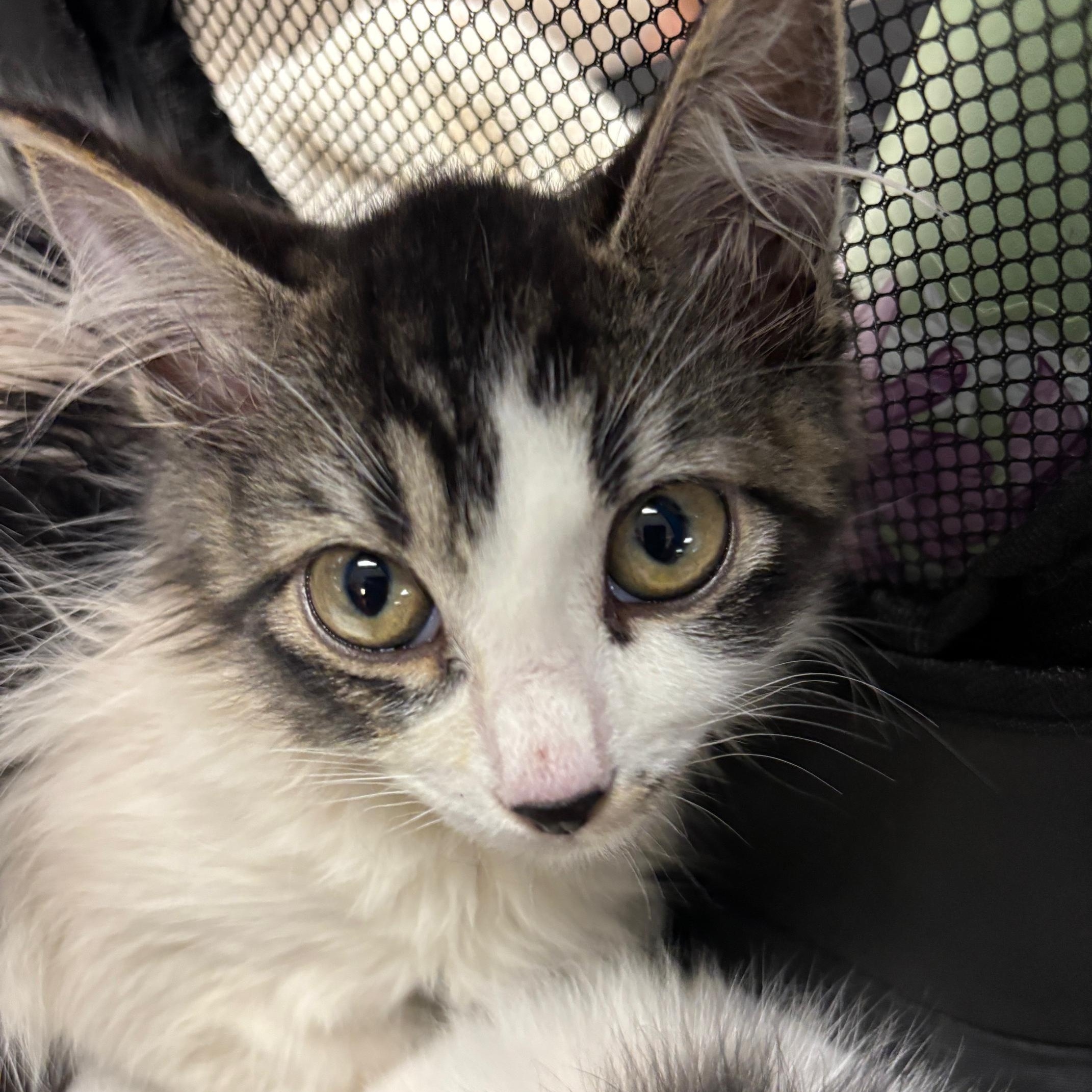 Natalie, a ADOPTABLE Domestic Medium Hair in Honolulu, HI image 1/4