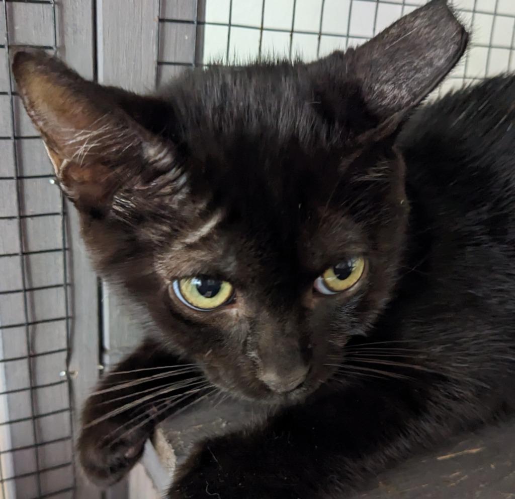 Enlarge PeWee, a Adoptable mixed breed in St. Augustine, FL image 1/2