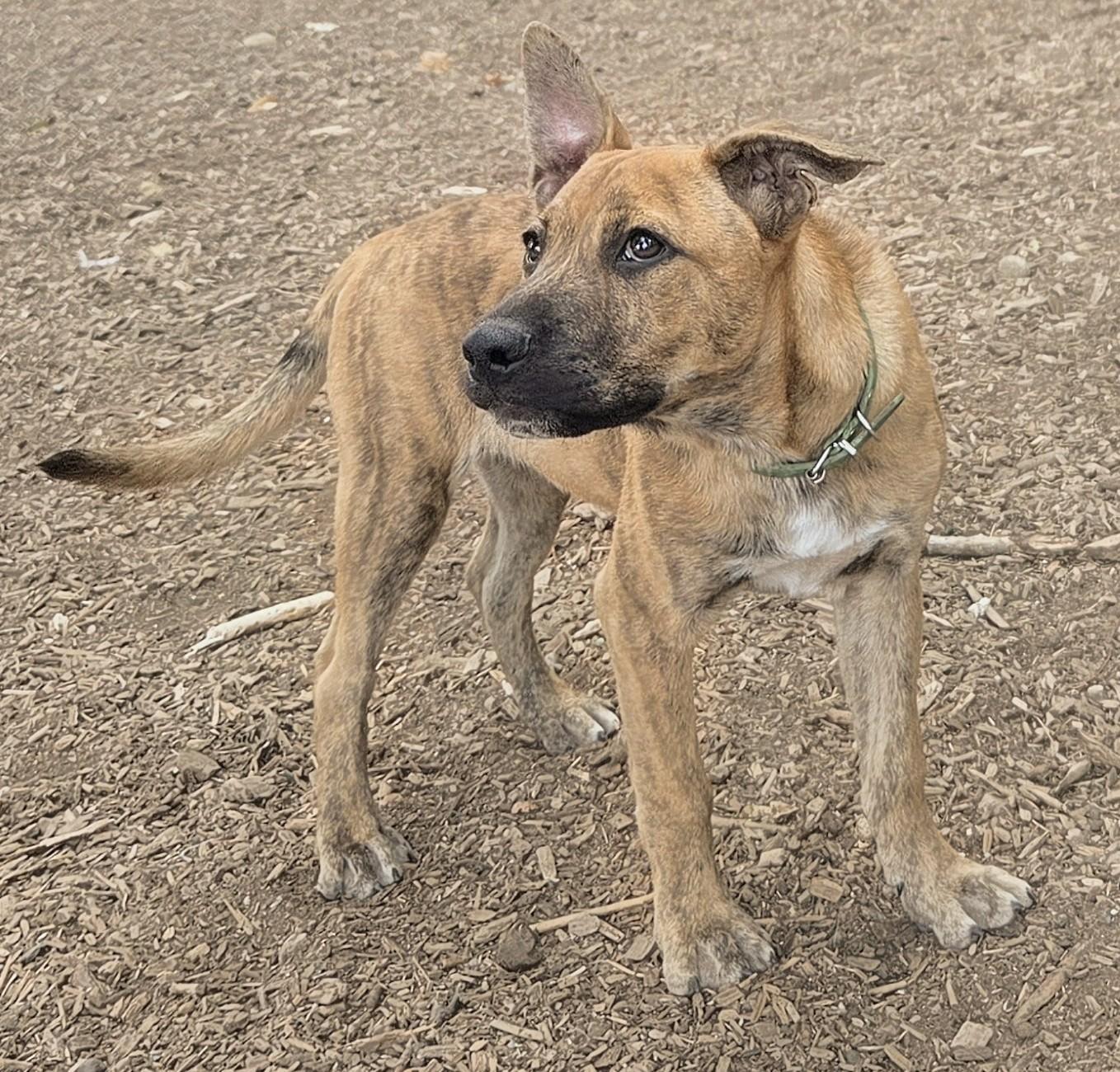 Enlarge Piglet, a Adoptable Dutch Shepherd in Tacoma, WA image 4/5