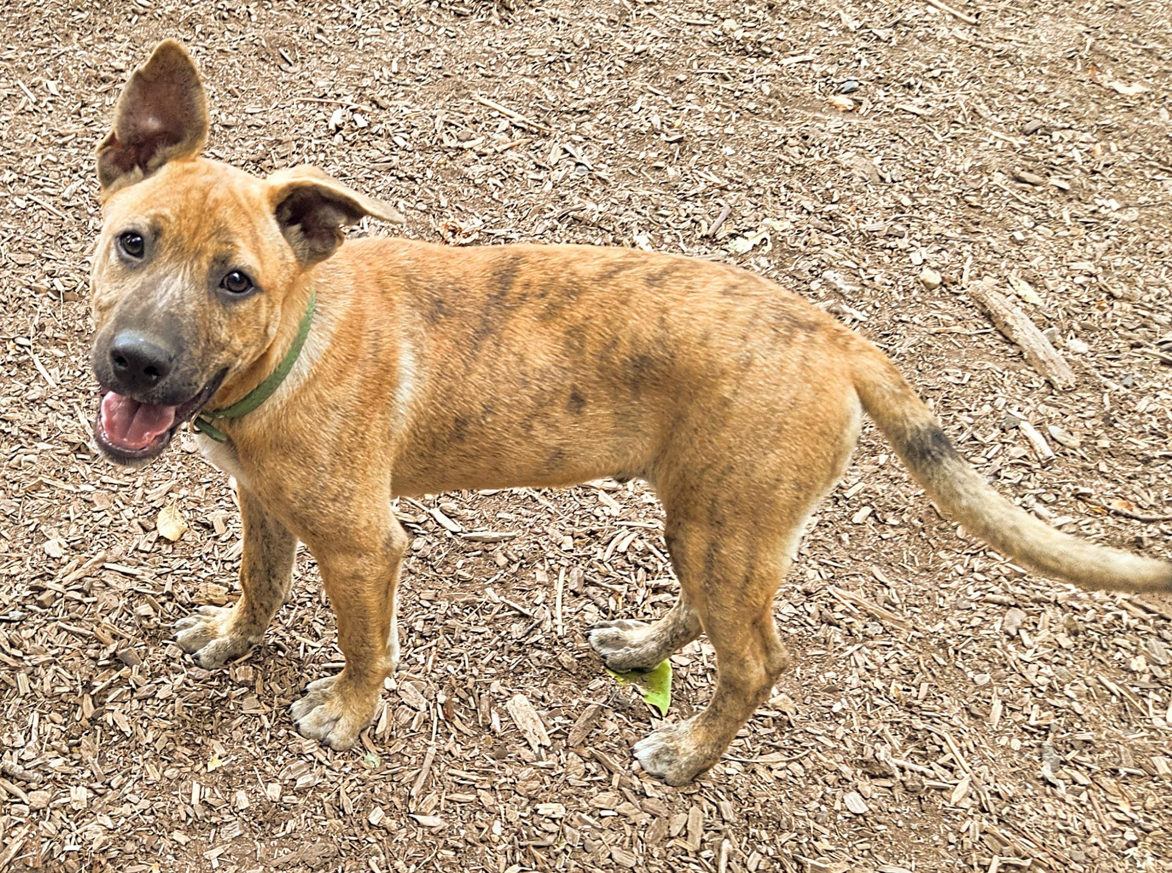 Enlarge Piglet, a Adoptable Dutch Shepherd in Tacoma, WA image 3/5