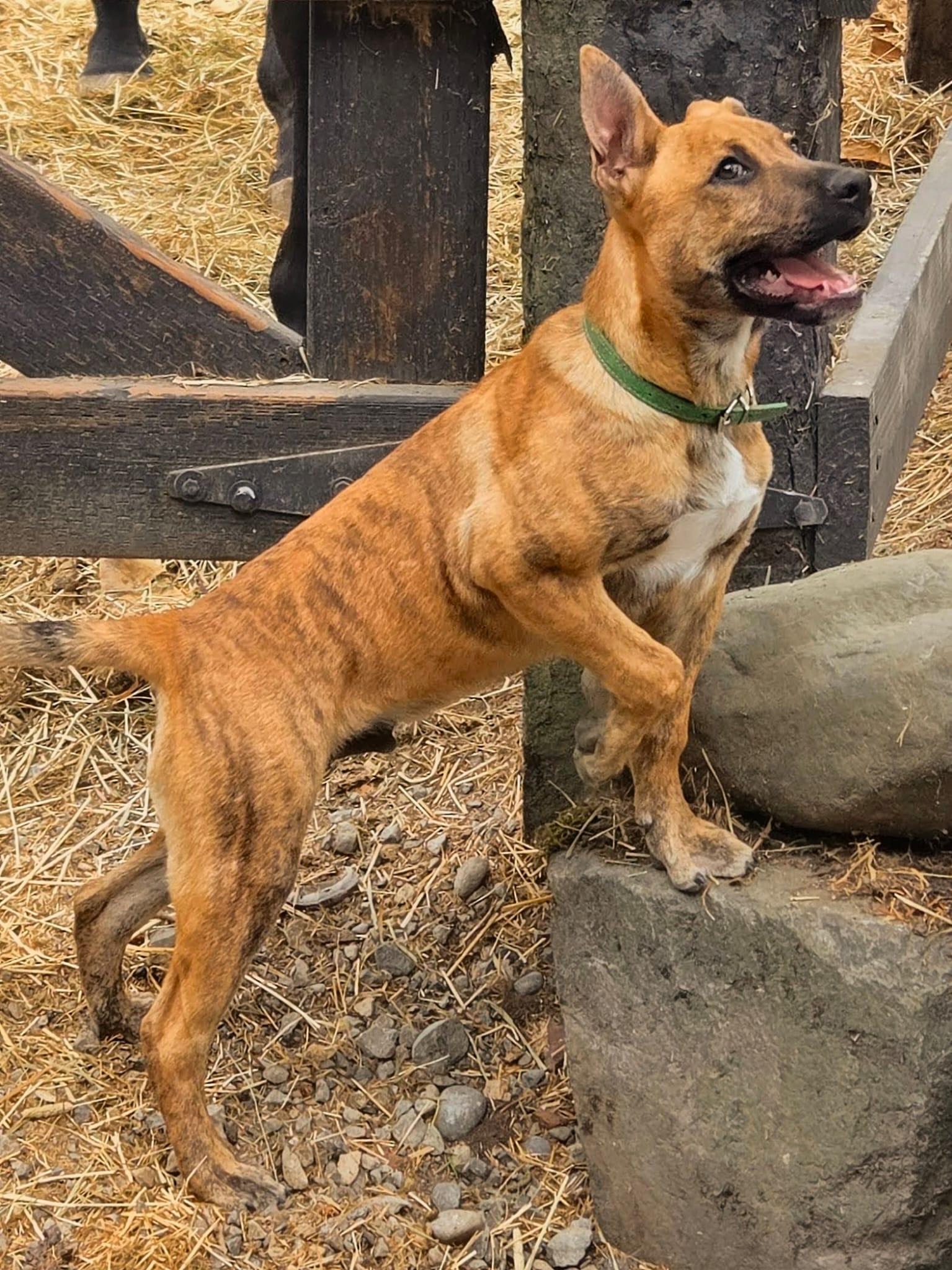 Enlarge Piglet, a Adoptable Dutch Shepherd in Tacoma, WA image 2/5