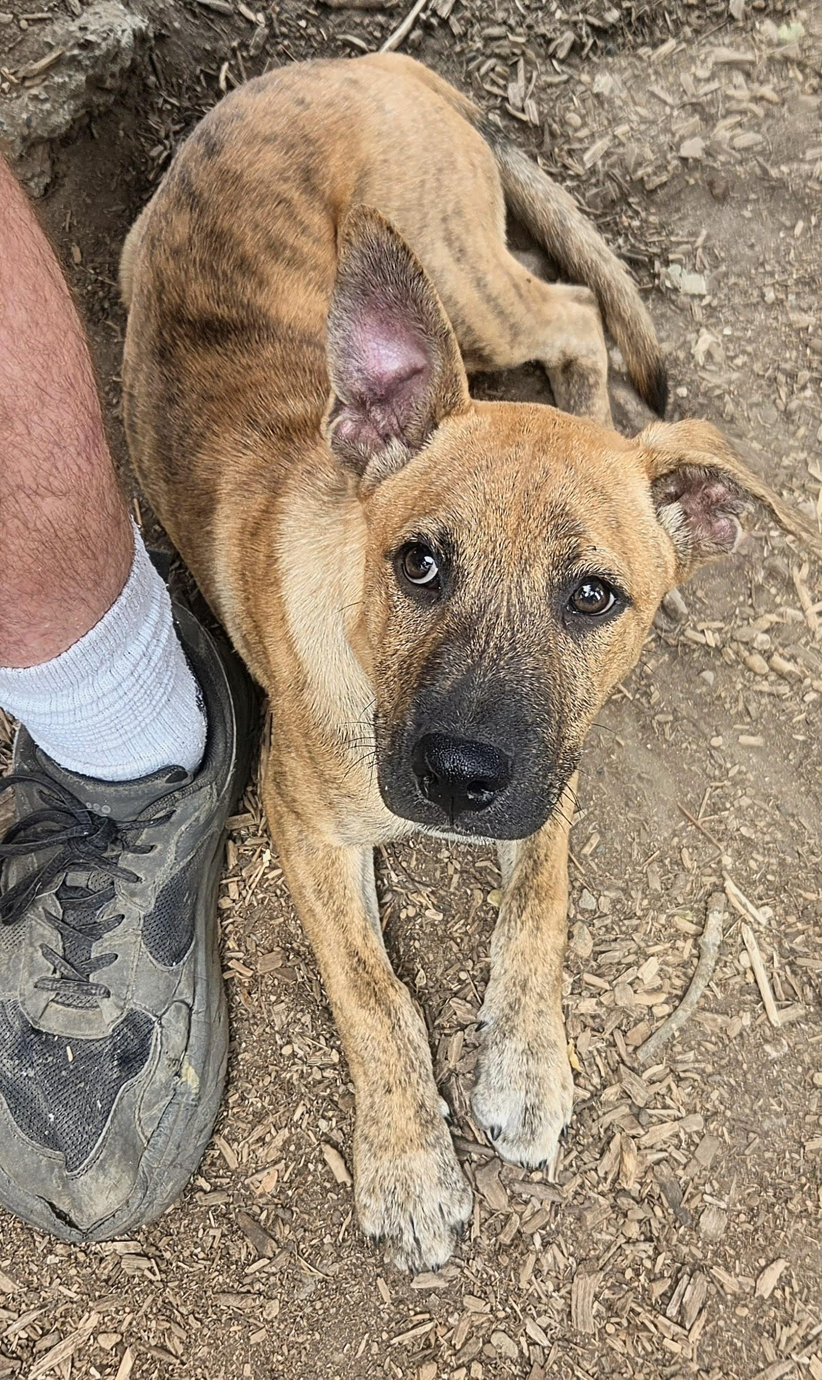 Enlarge Piglet, a Adoptable Dutch Shepherd in Tacoma, WA image 5/5
