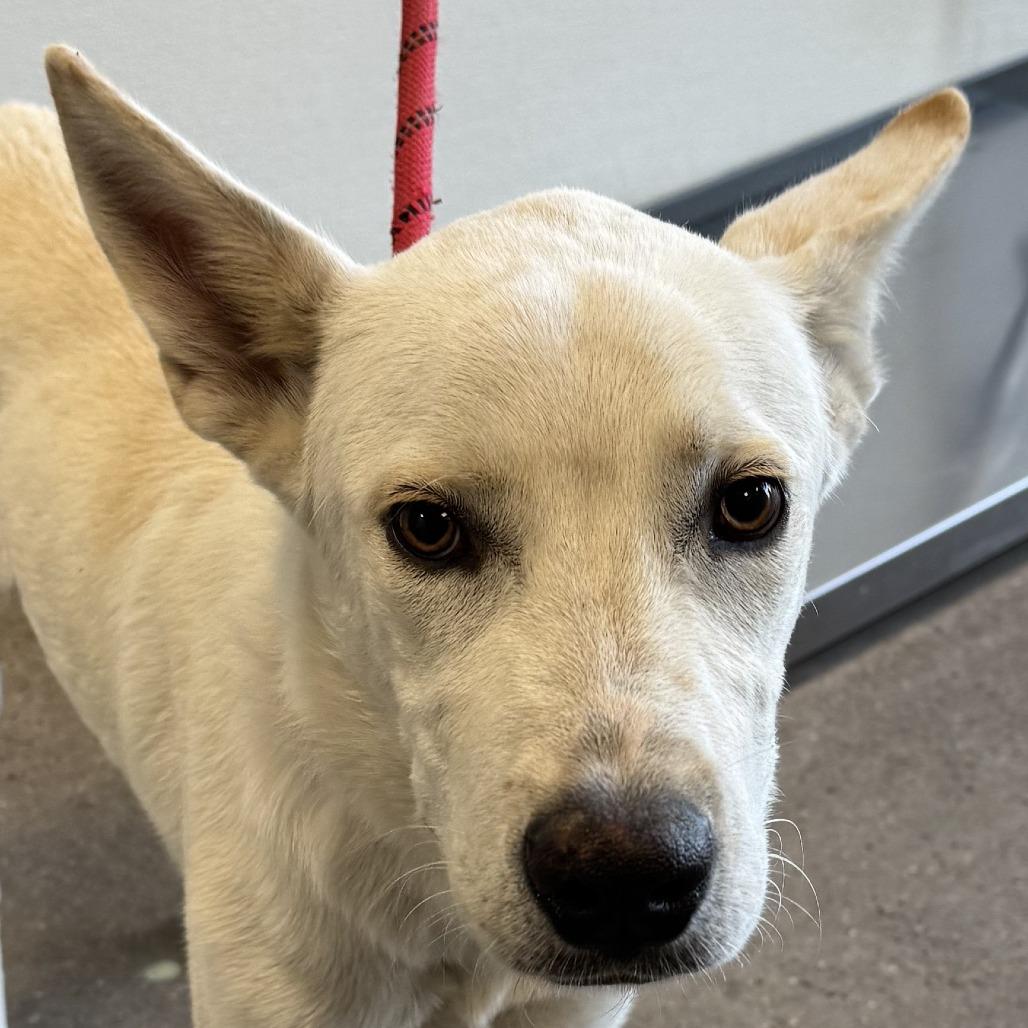 Enlarge Acorn, a Adoptable Mixed Breed in Las Cruces, NM image 1/6