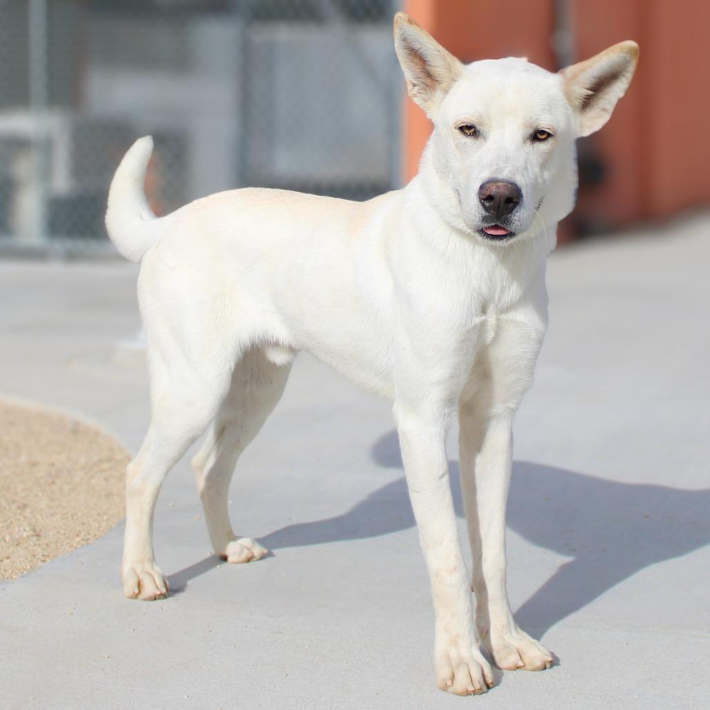 Enlarge Acorn, a Adoptable Mixed Breed in Las Cruces, NM image 2/6