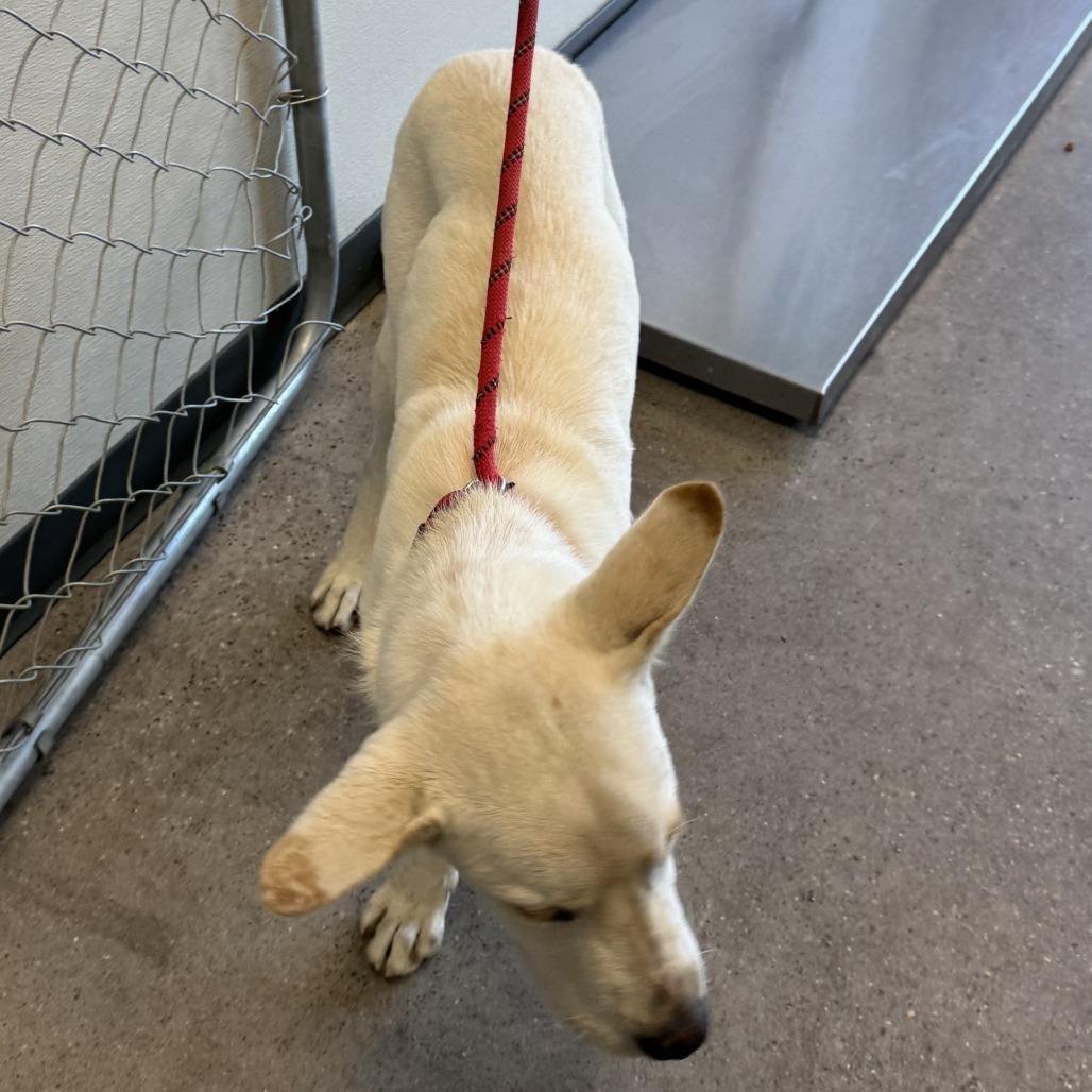 Enlarge Acorn, a Adoptable Mixed Breed in Las Cruces, NM image 3/6