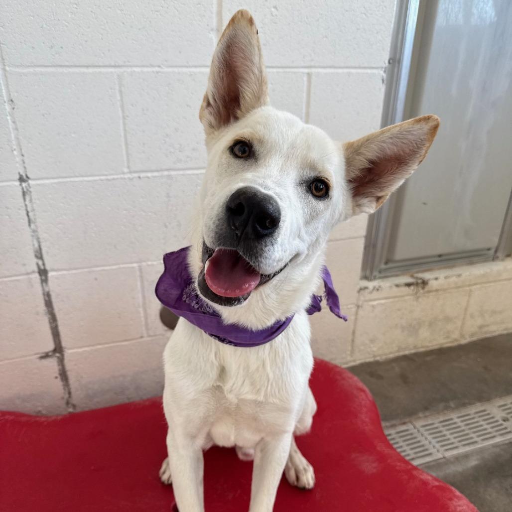 Enlarge Acorn, a Adoptable Mixed Breed in Las Cruces, NM image 4/6