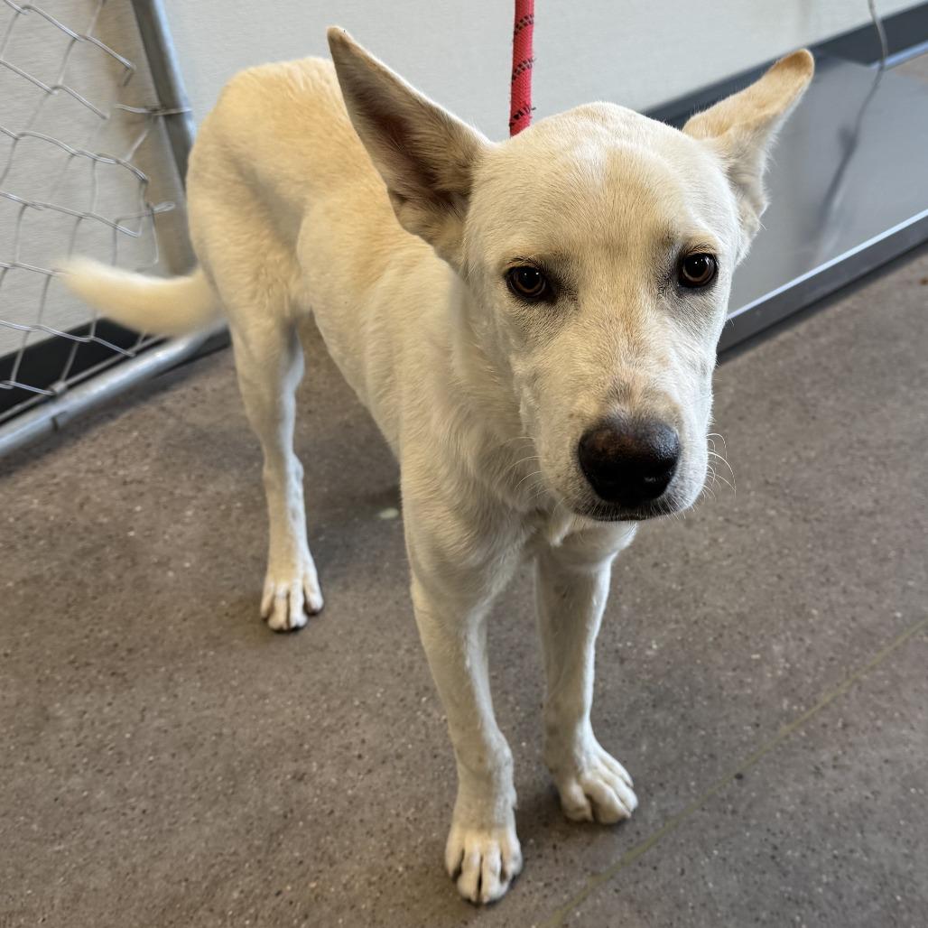 Enlarge Acorn, a Adoptable Mixed Breed in Las Cruces, NM image 5/6