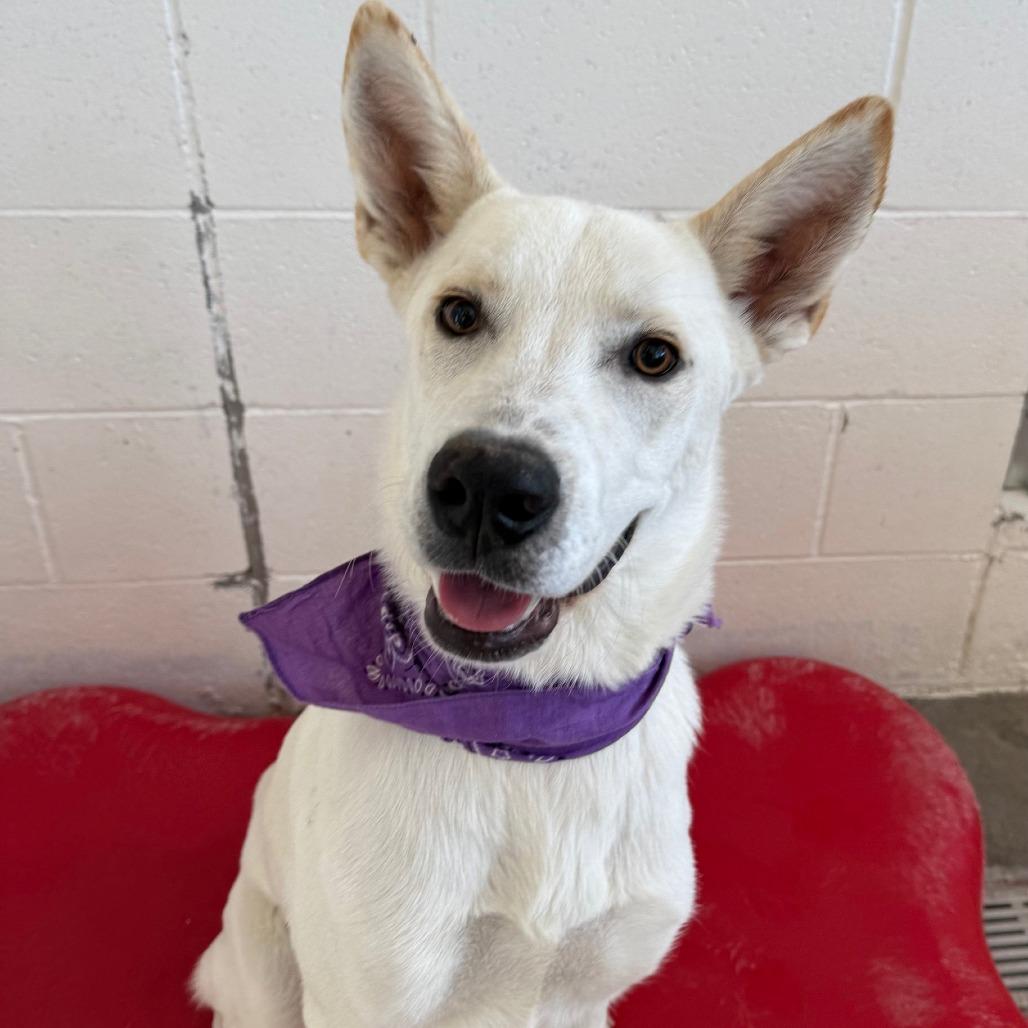 Enlarge Acorn, a Adoptable Mixed Breed in Las Cruces, NM image 6/6