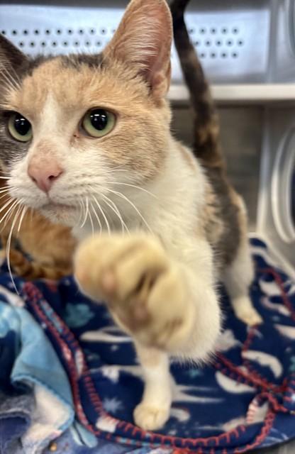 ROSA, Adoptable, Adult Female Domestic Short Hair.