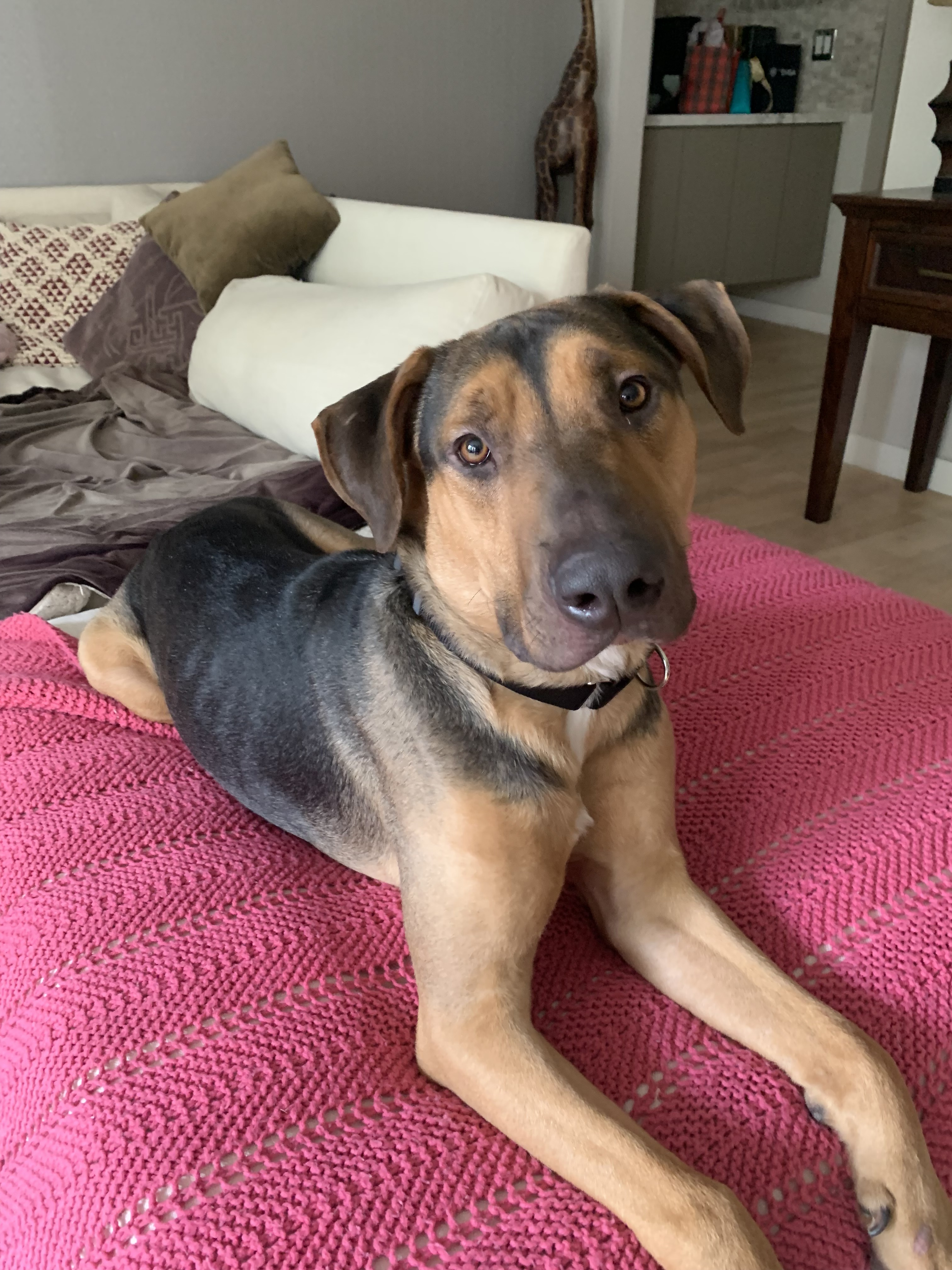 Bailey, a Adoptable mixed breed in Huntington Beach, CA image 1/6