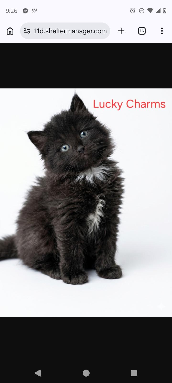 Enlarge Lucky charms, a Adopted Domestic Short Hair in Rochester, NY image 1/1
