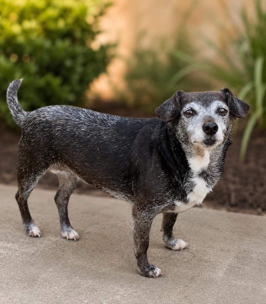 GooGoo, a Adoptable mixed breed in Dalton, GA image 1/3