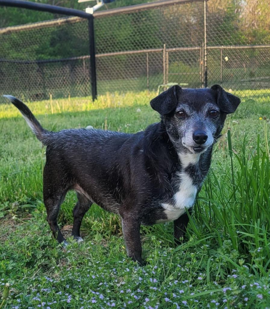 GooGoo, Adoptable, Senior Female Chihuahua & Rat Terrier.