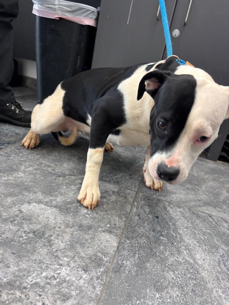 Simone, Adoptable, Young Female Mixed Breed.