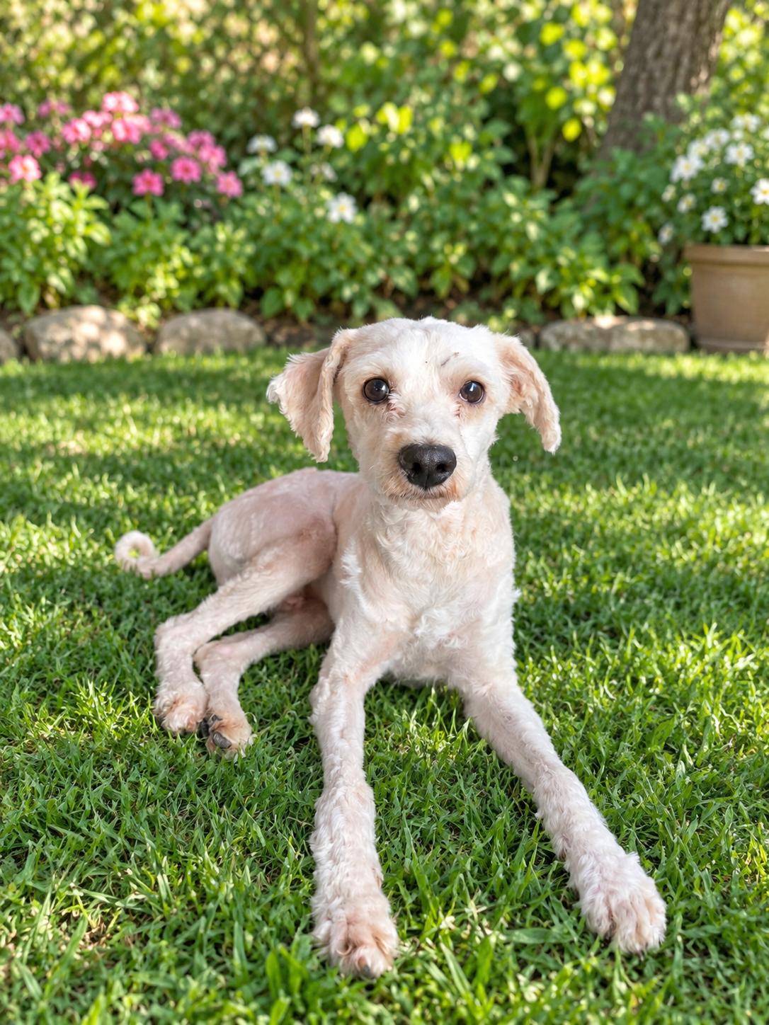 Fritz, Adopted, Young Male Miniature Poodle.