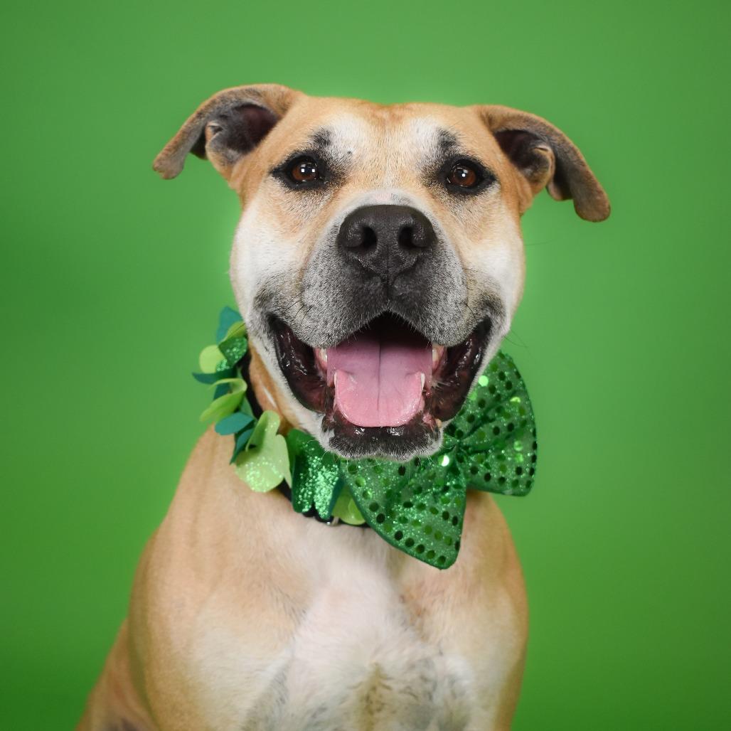 Otis, Adoptable, Adult Male American Bulldog.