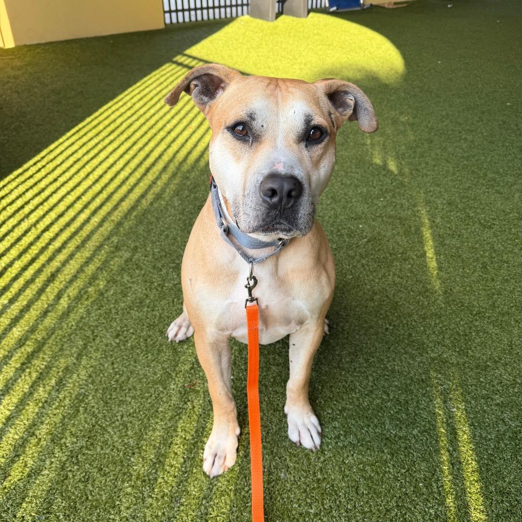 Otis, Adoptable, Adult Male American Bulldog.