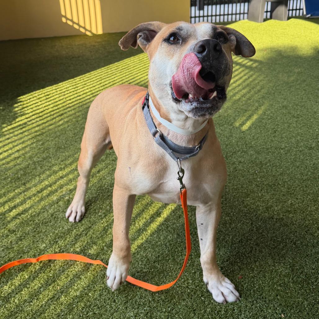 Enlarge Otis, a Adoptable American Bulldog in West Palm Beach, FL image 2/6