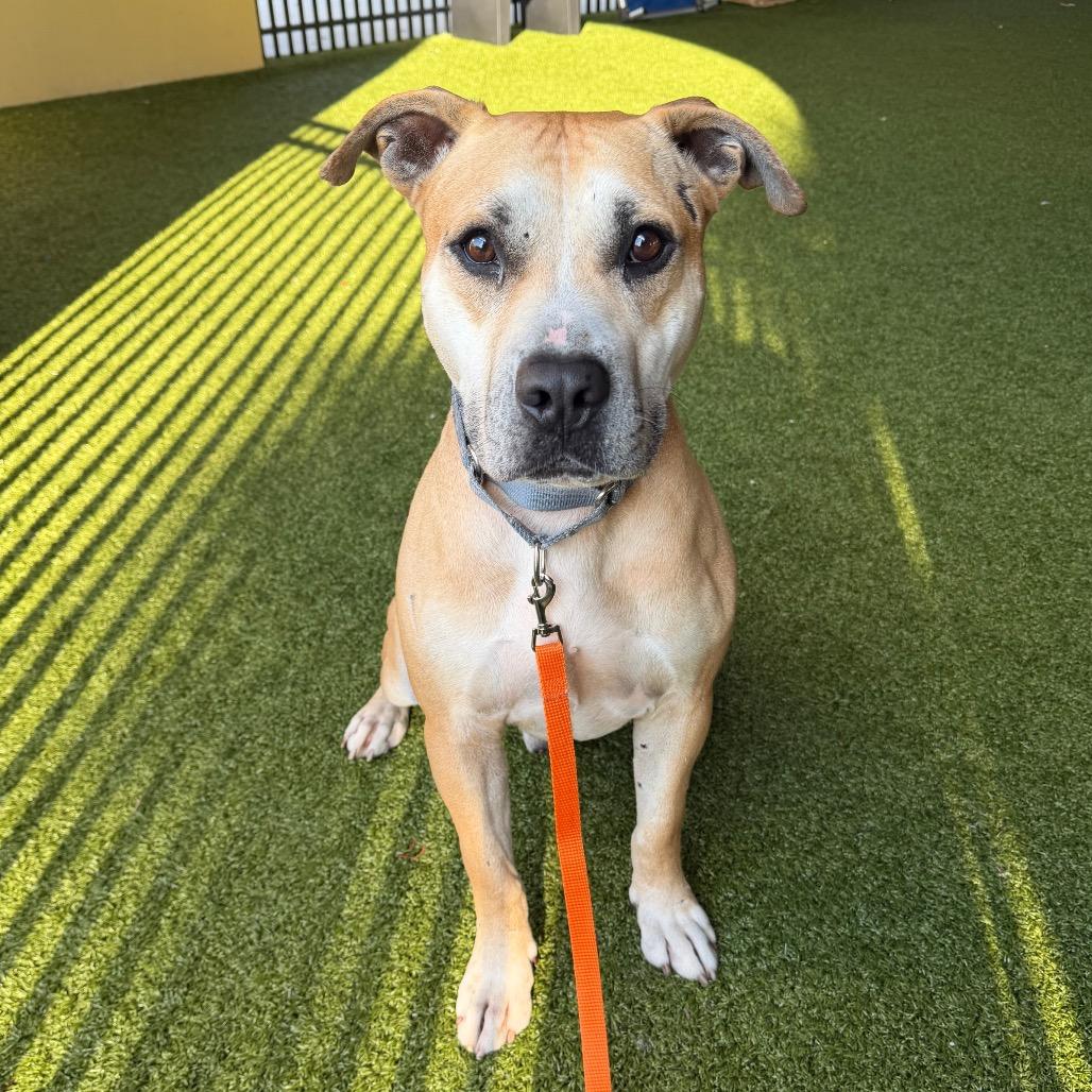 Enlarge Otis, a Adoptable American Bulldog in West Palm Beach, FL image 3/6