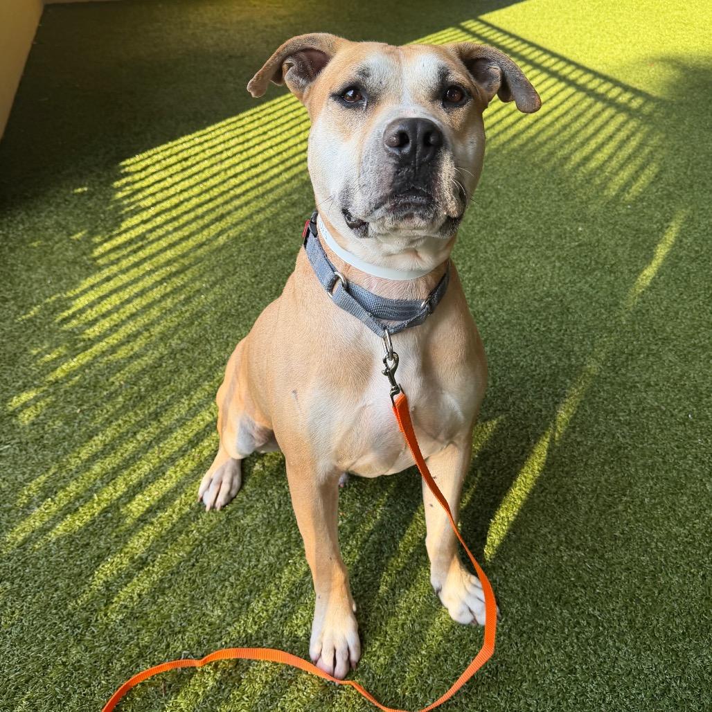 Enlarge Otis, a Adoptable American Bulldog in West Palm Beach, FL image 4/6