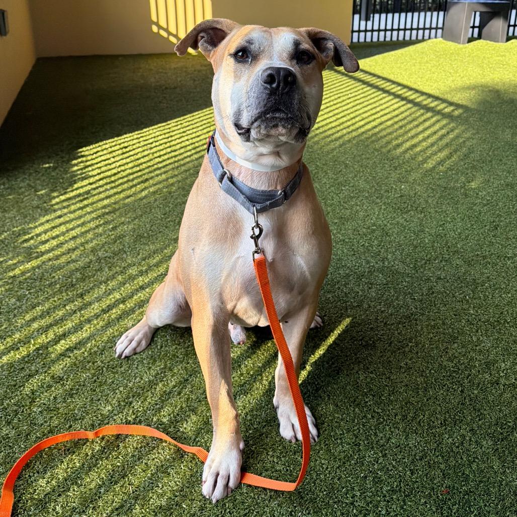 Enlarge Otis, a Adoptable American Bulldog in West Palm Beach, FL image 5/6