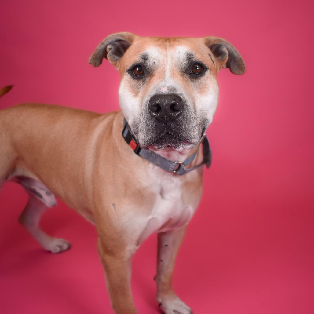 Enlarge Otis, a Adoptable American Bulldog in West Palm Beach, FL image 6/6