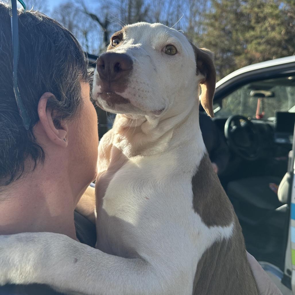 Phoebe, Adoptable, Young Female Pit Bull Terrier.