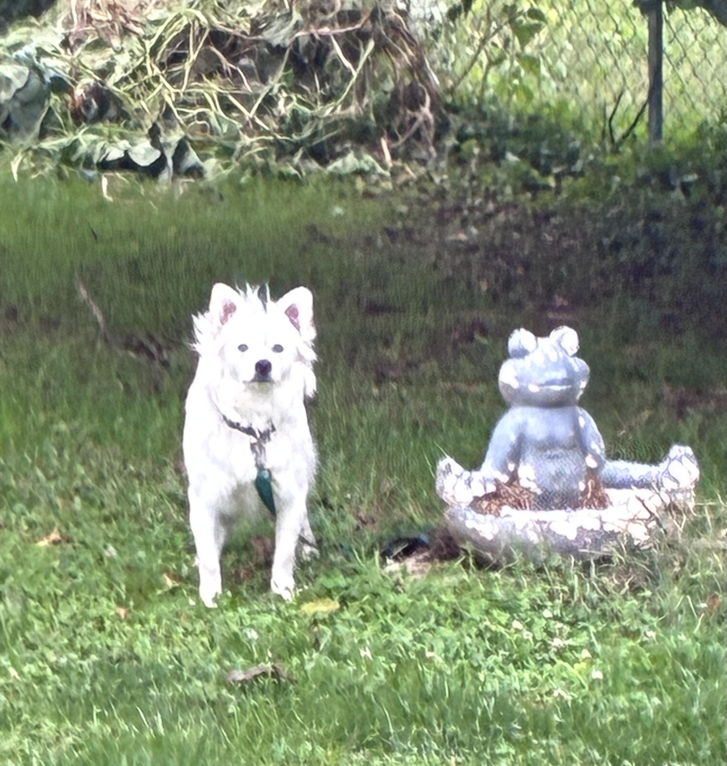 Saint, Adopted, Puppy Male American Eskimo Dog.