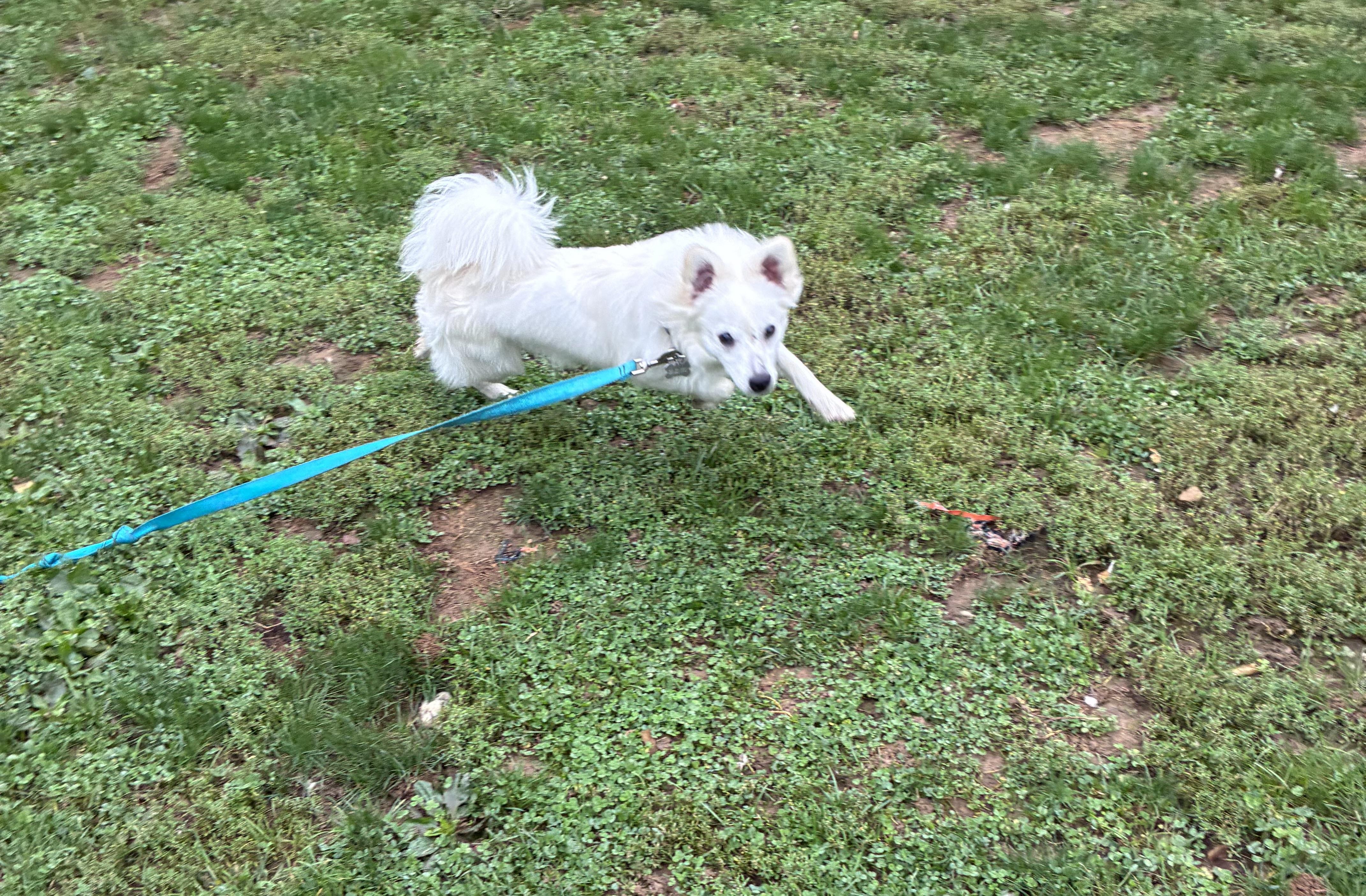 Enlarge Saint, a Adopted mixed breed in Lincoln University, PA image 2/2