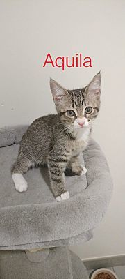 Aquila, Adopted, Kitten Female Domestic Short Hair.