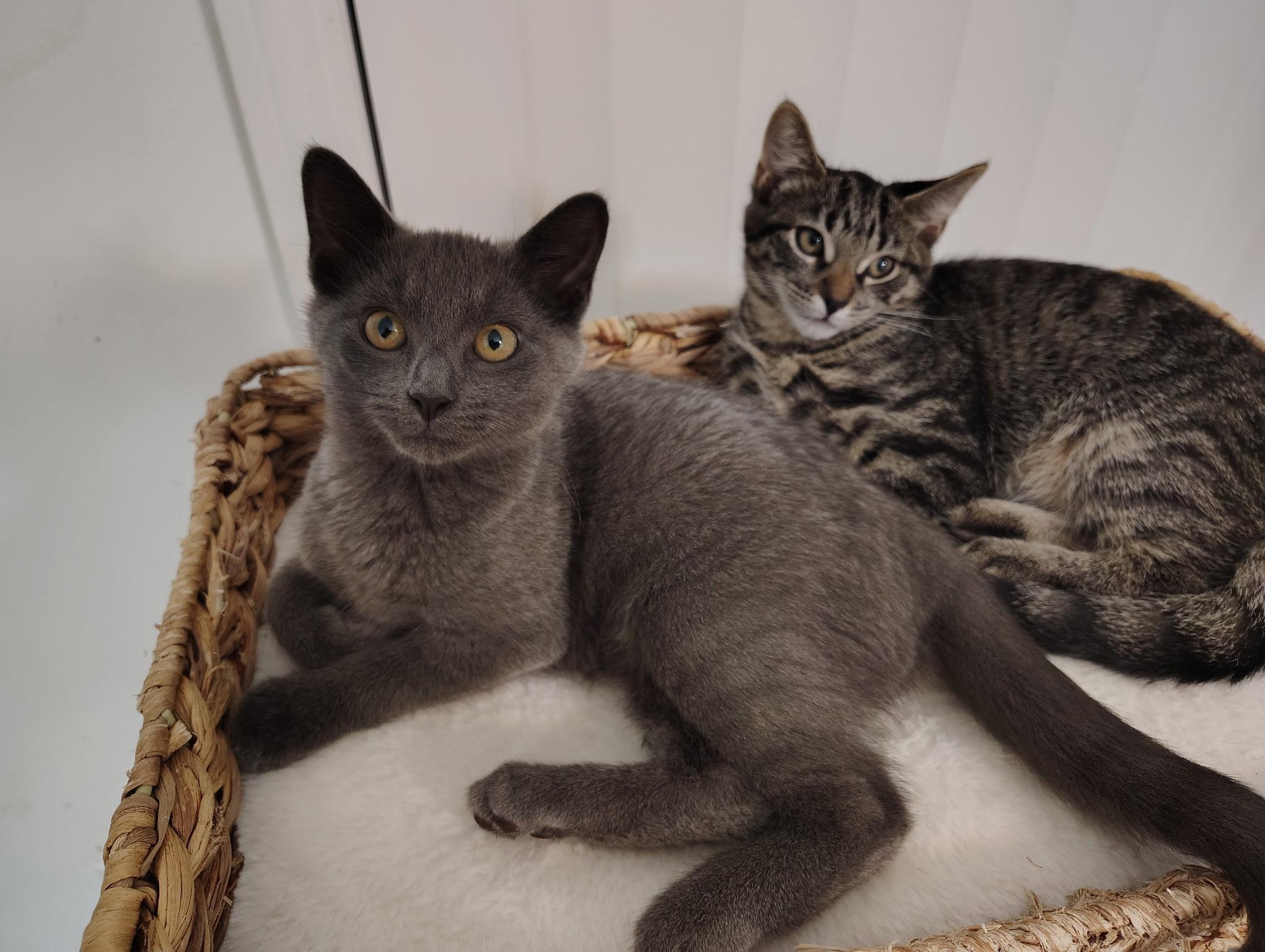 Enlarge Sophie, a Adoptable American Shorthair in North Chesterfield, VA image 4/4