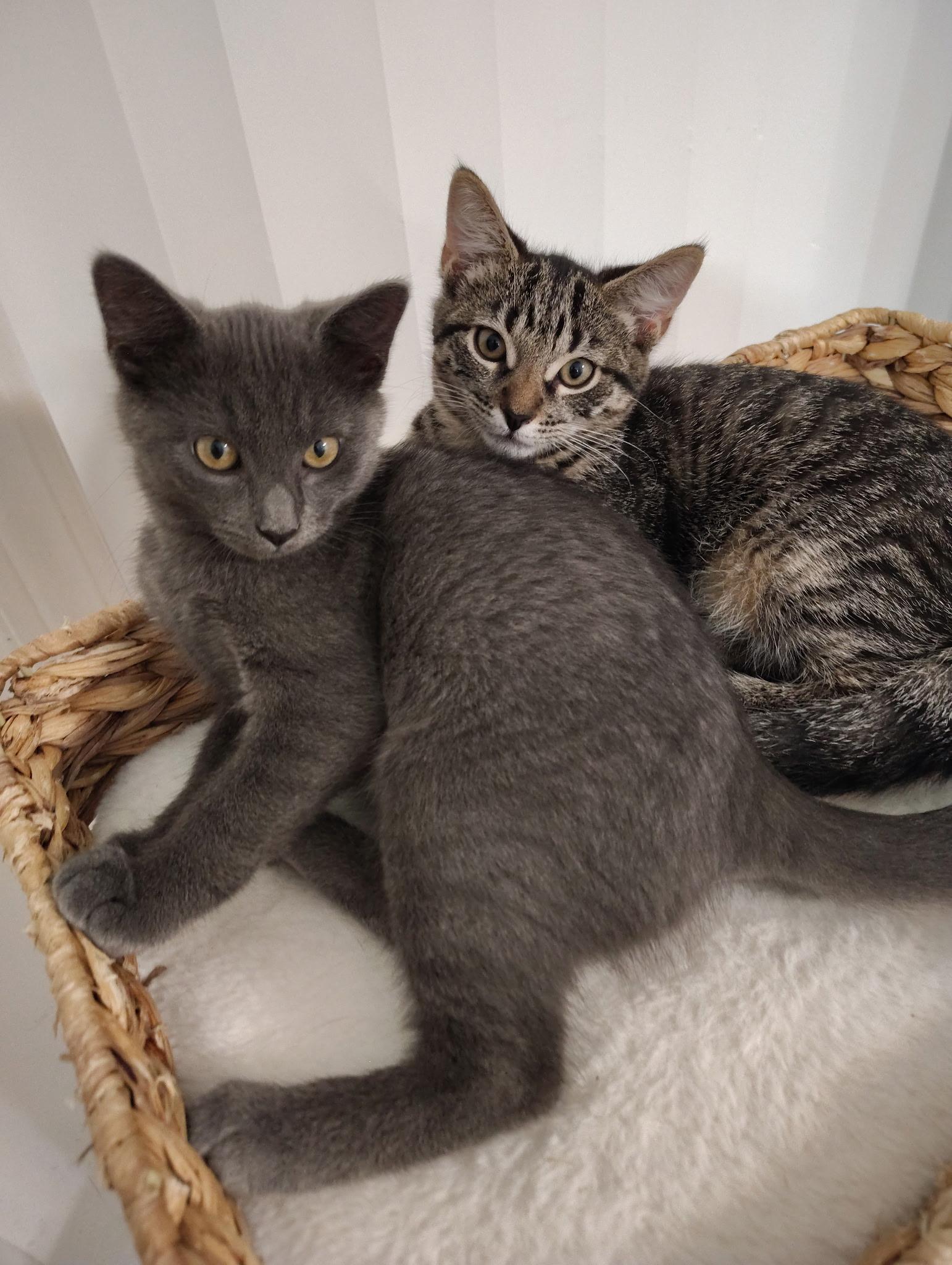 Enlarge Sophie, a Adoptable American Shorthair in North Chesterfield, VA image 2/4
