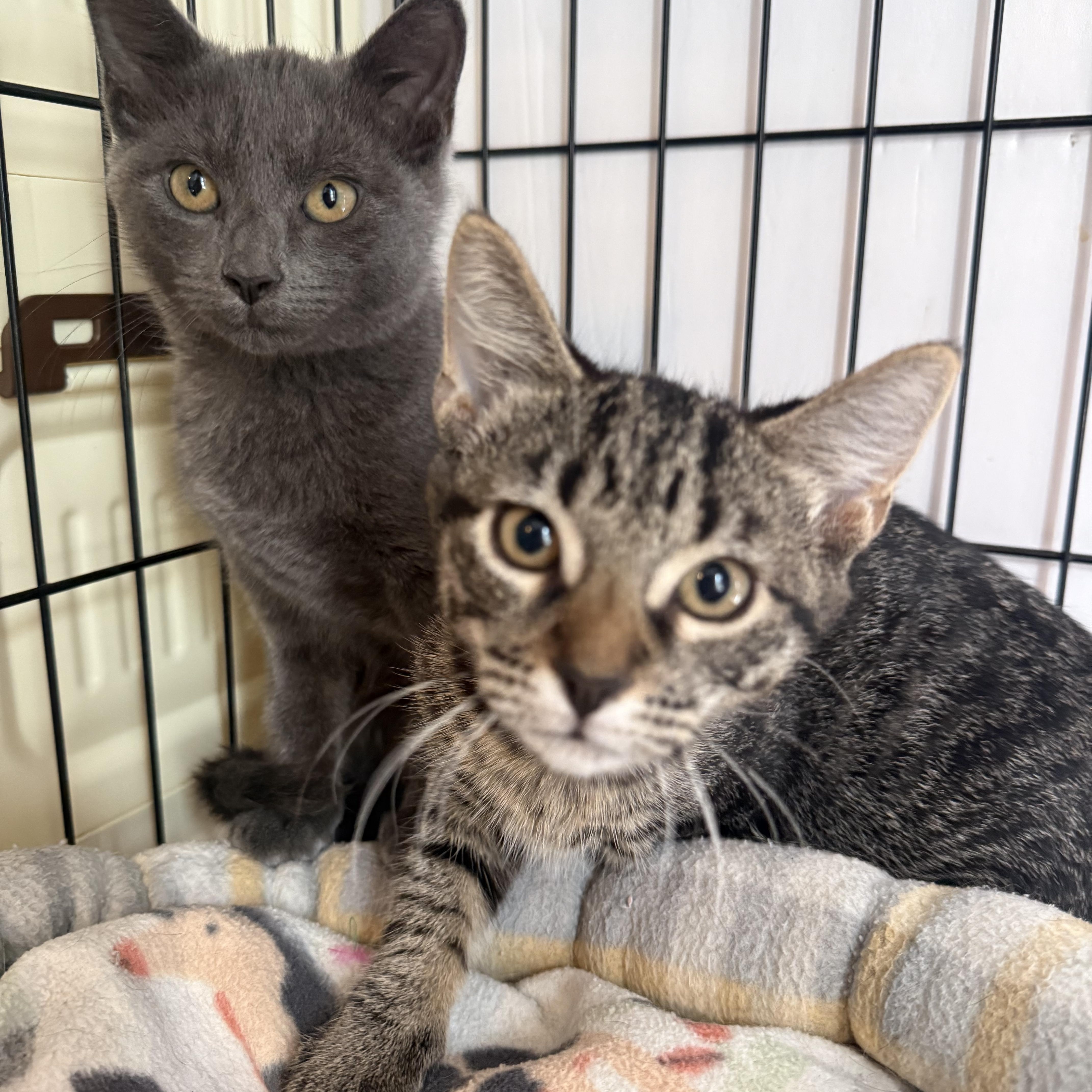 Sophie, Adoptable, Kitten Female American Shorthair.
